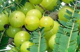 amla.jpg